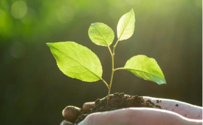 Scopri le essenze perfette per il tuo organismo