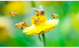 L’importanza delle api per la nostra vita
