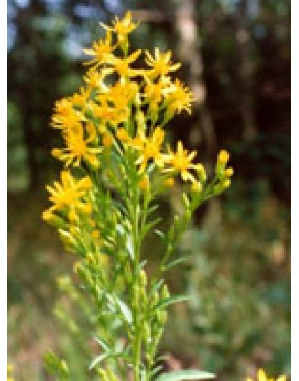 TSA SOLIDAGO VIRGAUREA 50ML