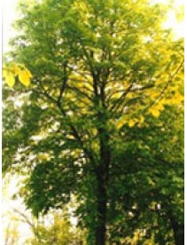 TSA TILIA EUROPEA 50ML