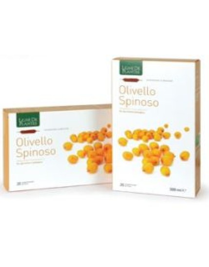 OLIVELLO SPINOSO BIO 20AB