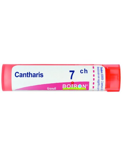 Cantharis 7ch Gr