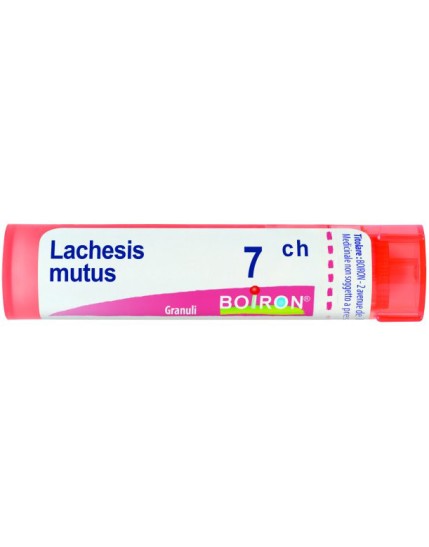 BO.LACHESIS MUT.Tubo  7CH