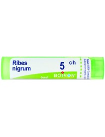 Ribes Nigrum 5ch Gr