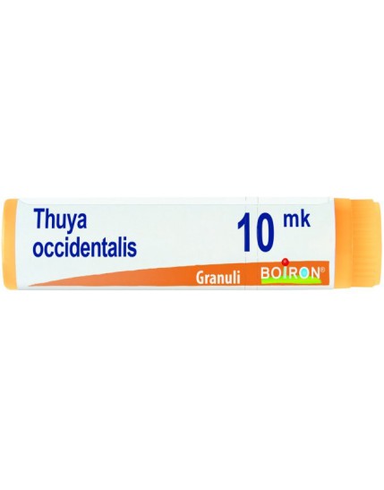 Thuya Occident Xmk Gl