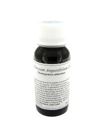 47C HELICHRYSUM ANGUSTIF COMP 47C HELICHRYSUM ANGUSTIF COMP